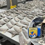 Wildlife officials intercept 1,600 pounds of illegal shark fins in Alaska