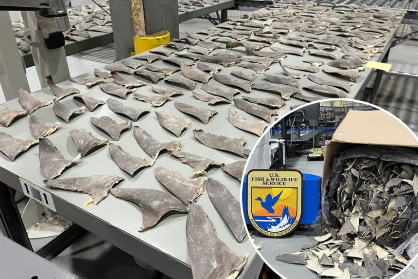 Wildlife officials intercept 1,600 pounds of illegal shark fins in Alaska
