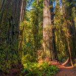 Worth More Standing – The Value of Old-Growth Forests