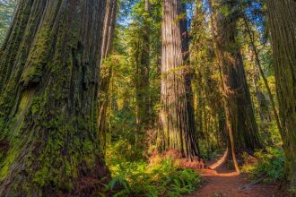 Worth More Standing – The Value of Old-Growth Forests