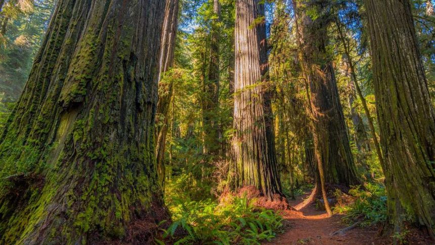 Worth More Standing – The Value of Old-Growth Forests