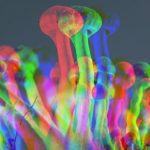 A Single Dose of Psilocybin Could Ease Depression For Months, New Study Finds : ScienceAlert