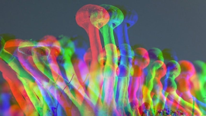 A Single Dose of Psilocybin Could Ease Depression For Months, New Study Finds : ScienceAlert