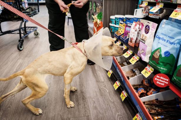 Another pet supplies store operator files Chapter 11 bankruptcy