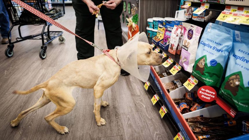Another pet supplies store operator files Chapter 11 bankruptcy