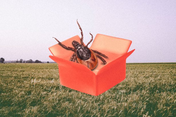 As tick bites surge, conspiracy theories follow