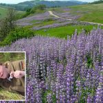 California park highlights wildflowers despite recent bloom vandalism