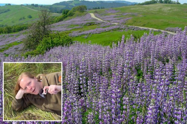 California park highlights wildflowers despite recent bloom vandalism