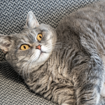 Experts Reveal The Secret to Helping Your Pet Lose Weight : ScienceAlert