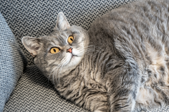 Experts Reveal The Secret to Helping Your Pet Lose Weight : ScienceAlert