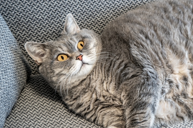 Experts Reveal The Secret to Helping Your Pet Lose Weight : ScienceAlert