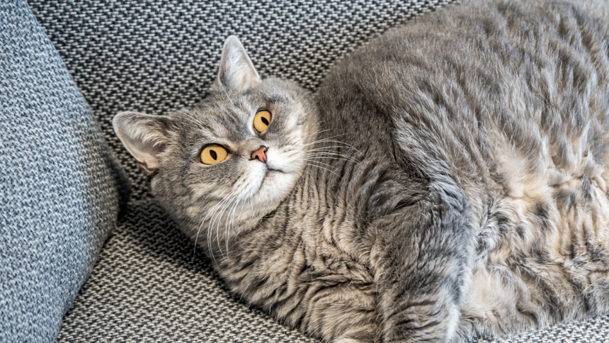 Experts Reveal The Secret to Helping Your Pet Lose Weight : ScienceAlert