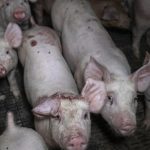 Gene edited meat ‘on dinner plates soon’