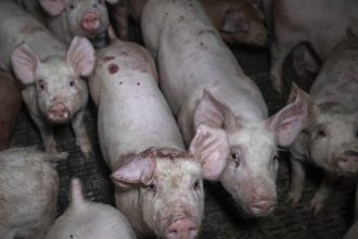 Gene edited meat ‘on dinner plates soon’