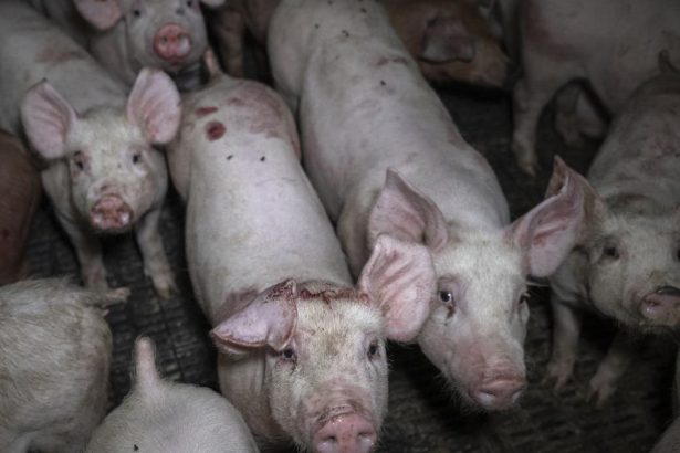 Gene edited meat ‘on dinner plates soon’