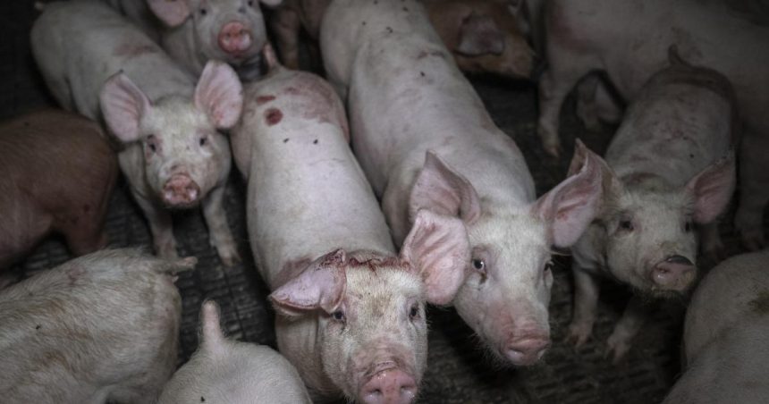 Gene edited meat ‘on dinner plates soon’