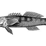 Guest Idea: How the Birmingham Darter Could Be Saved by the Project Marvel Data Center