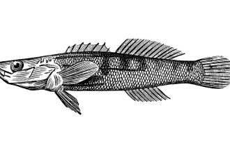 Guest Idea: How the Birmingham Darter Could Be Saved by the Project Marvel Data Center