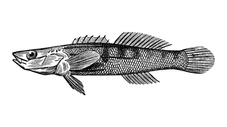 Guest Idea: How the Birmingham Darter Could Be Saved by the Project Marvel Data Center