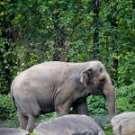 Happy, the elephant, is euthanized at Bronx Zoo : NPR