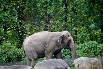 Happy, the elephant, is euthanized at Bronx Zoo : NPR