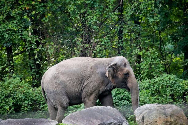 Happy, the elephant, is euthanized at Bronx Zoo : NPR
