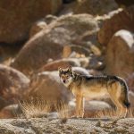 Himalayan wolf-dog hybrids emerge as a threat to wolves and people