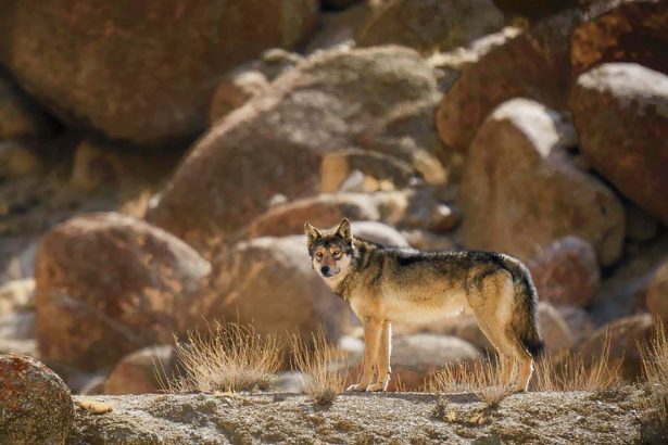 Himalayan wolf-dog hybrids emerge as a threat to wolves and people