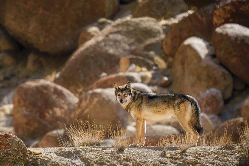 Himalayan wolf-dog hybrids emerge as a threat to wolves and people