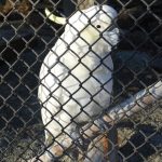 Homes found for birds from town aviaries