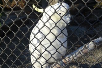 Homes found for birds from town aviaries