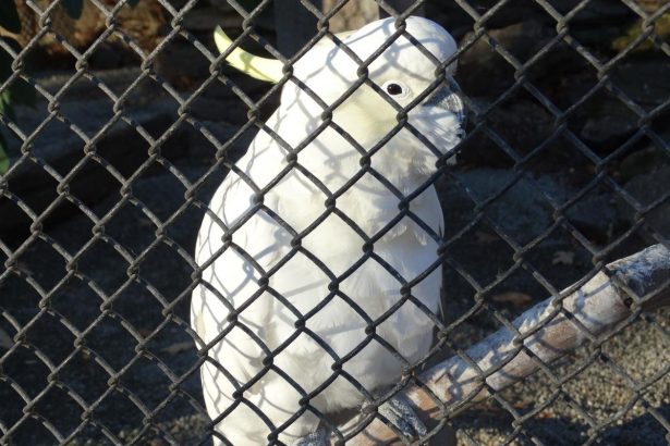 Homes found for birds from town aviaries