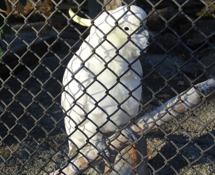 Homes found for birds from town aviaries