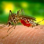 How Climate Change Is Helping Tropical Diseases Gain A Foothold In The U.S.