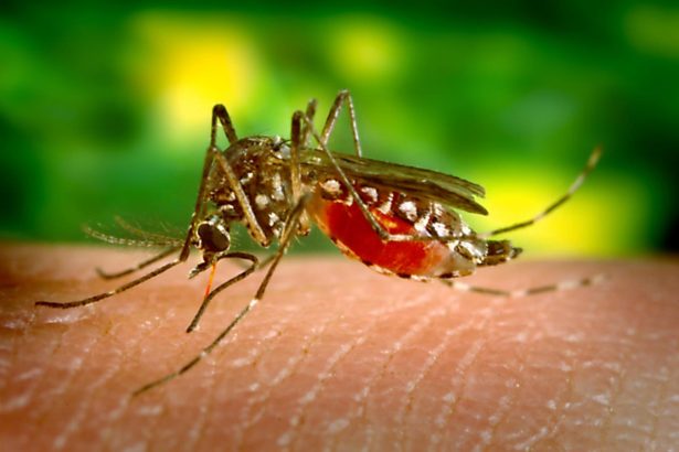 How Climate Change Is Helping Tropical Diseases Gain A Foothold In The U.S.