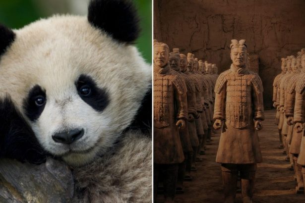 Jimmy O. Yang to Narrate ‘Panda School’ Doc for Beach House Pictures