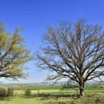 Oak trees use delaying tactics to thwart hungry caterpillars
