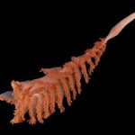 Ocean census reveals more than 1,100 new species