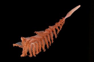 Ocean census reveals more than 1,100 new species