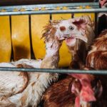Paltry sales as shoppers shun cage eggs