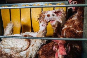Paltry sales as shoppers shun cage eggs