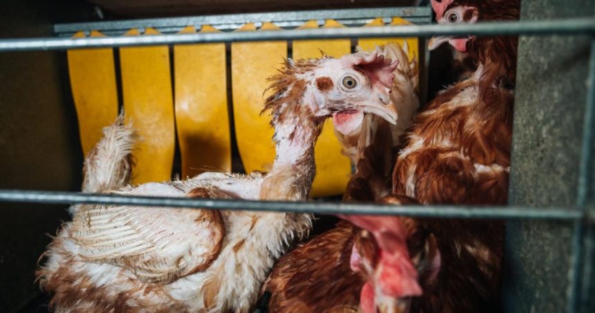 Paltry sales as shoppers shun cage eggs
