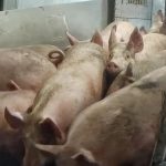 Pig gas slaughter ‘backed by ministers’