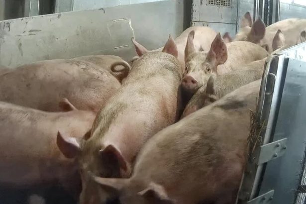 Pig gas slaughter ‘backed by ministers’