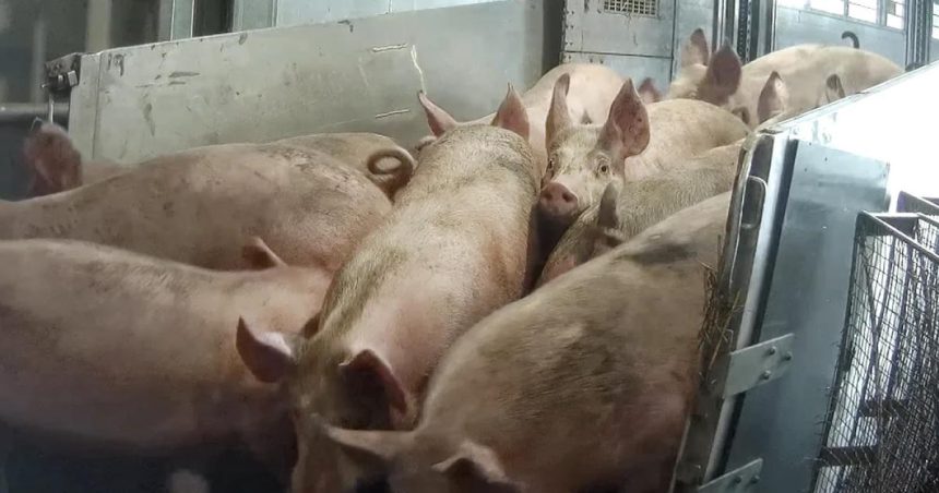 Pig gas slaughter ‘backed by ministers’