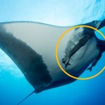 Scientists Caught Suckerfish Diving Into Manta Rays’ Rear Ends : ScienceAlert