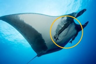 Scientists Caught Suckerfish Diving Into Manta Rays’ Rear Ends : ScienceAlert