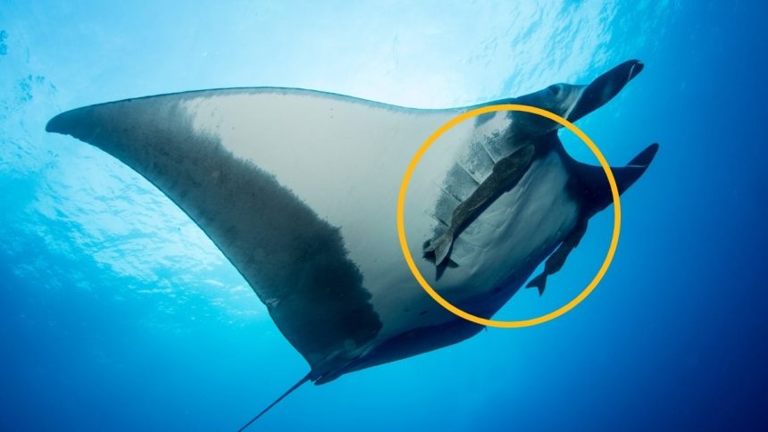 Scientists Caught Suckerfish Diving Into Manta Rays’ Rear Ends : ScienceAlert