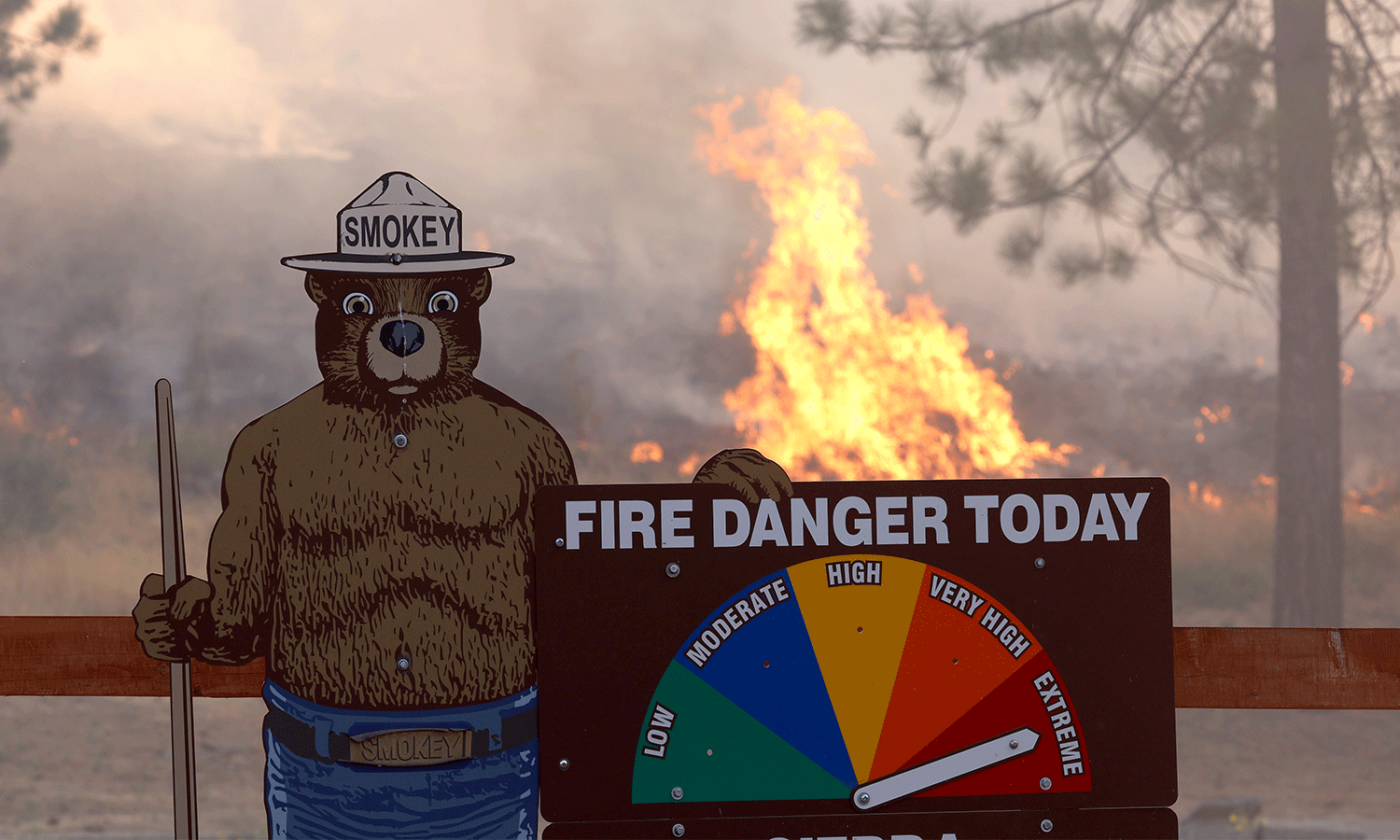 Smokey’s Last Stand: What We Lose When President Trump Guts the Forest Service