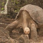 The Extinctions We Watched Happen